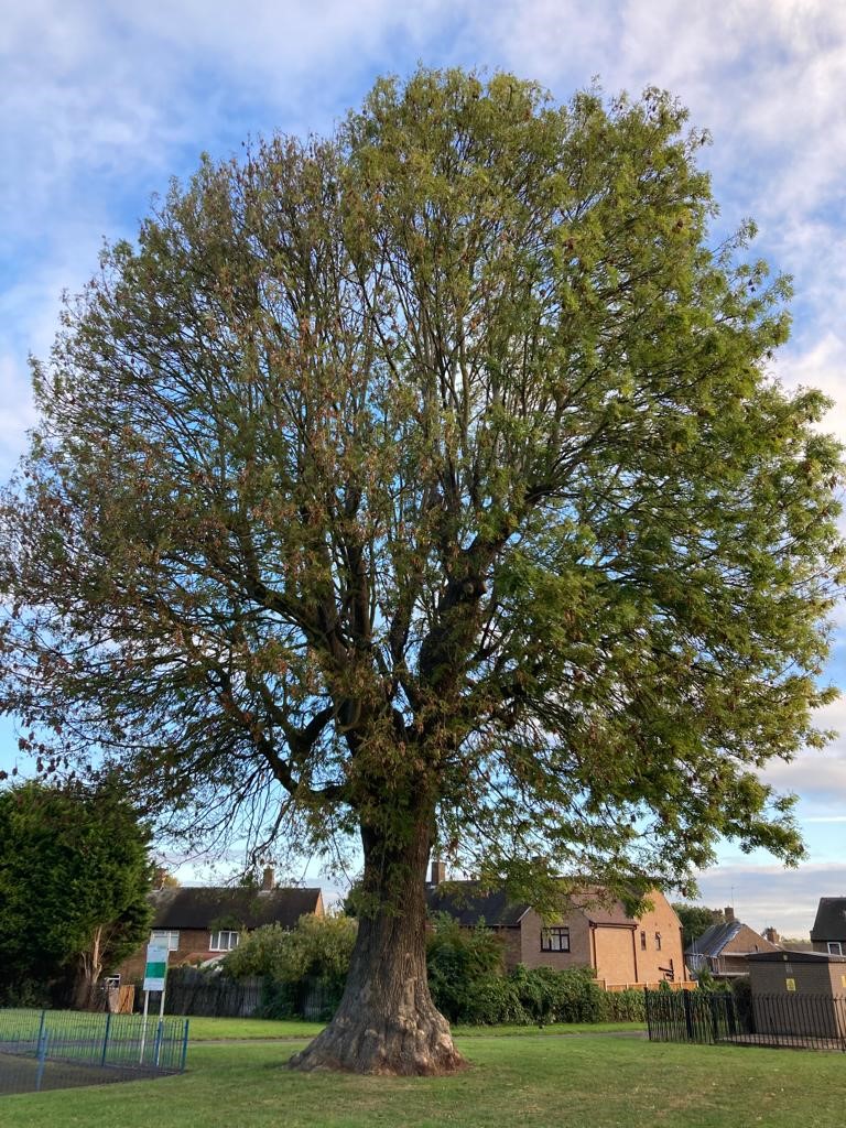 Maximizing the Benefits of Trees while Meeting Your Duty of Care